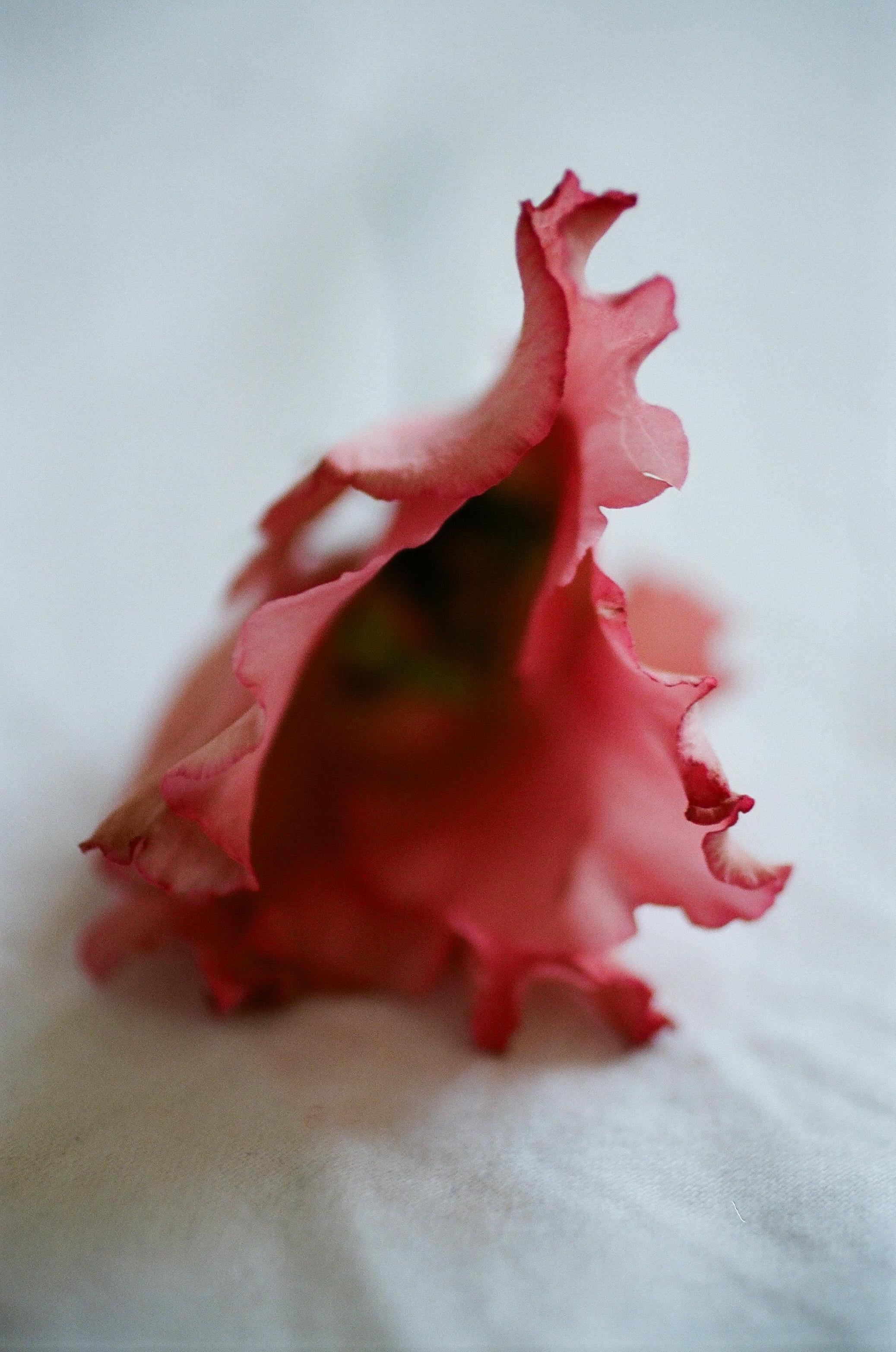 Untitled from flower 2018 – Lina Scheynius, Flower, Red, White, Woman, Bedroom