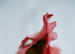 Sans titre de fleur 2018 Lina Scheynius, Fleur, Rouge, Blanc, Femme, chambre à coucher