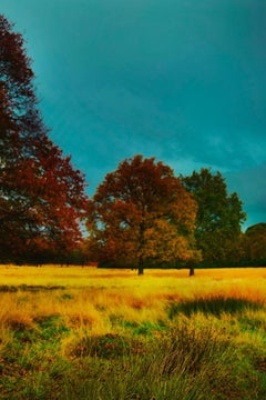 Richmond Park, Old Future – Erik Madigan Heck, Photography, Art, Fashion, Nature