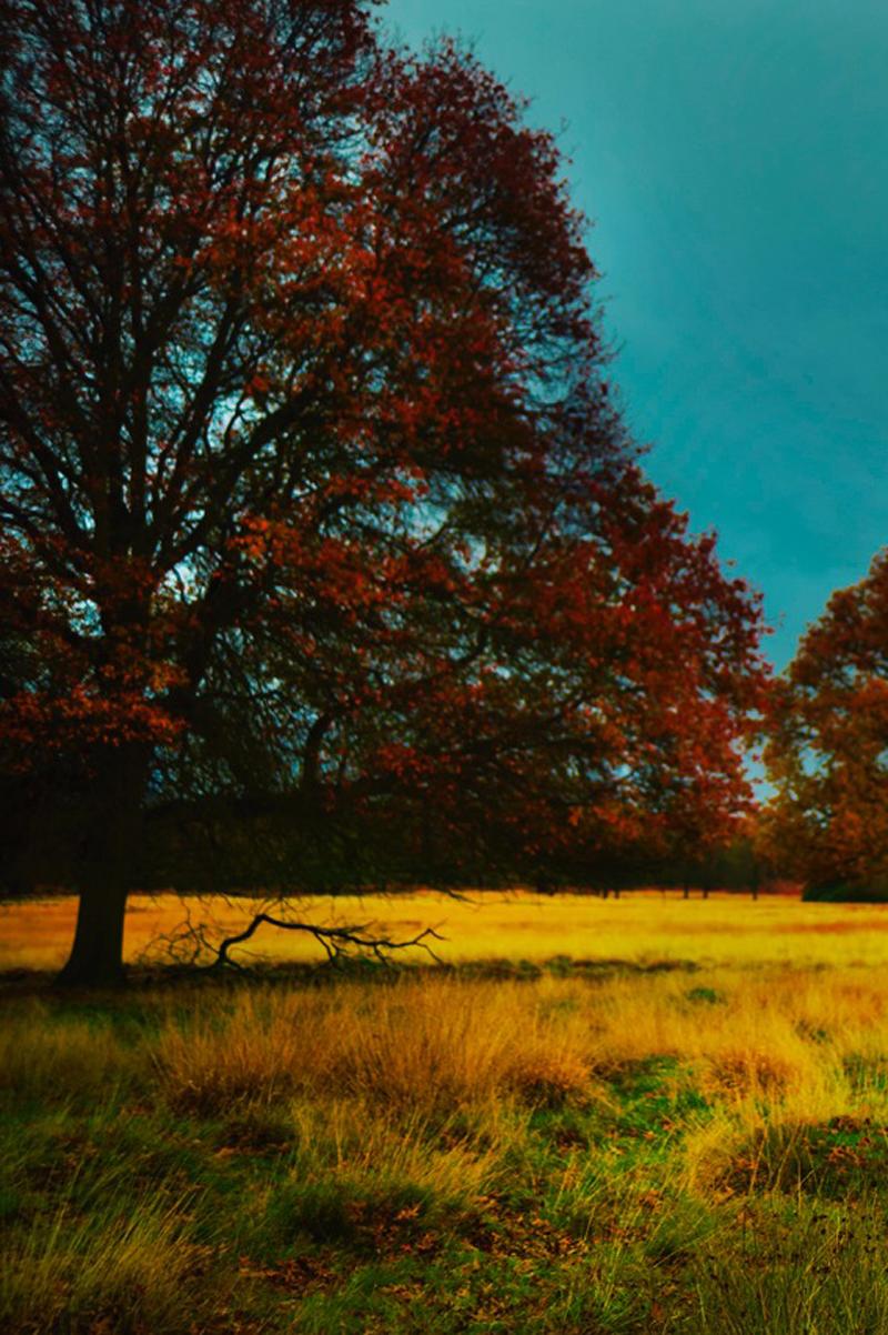 Richmond Park, Old Future – Erik Madigan Heck, Photography, Art, Fashion, Nature For Sale 1