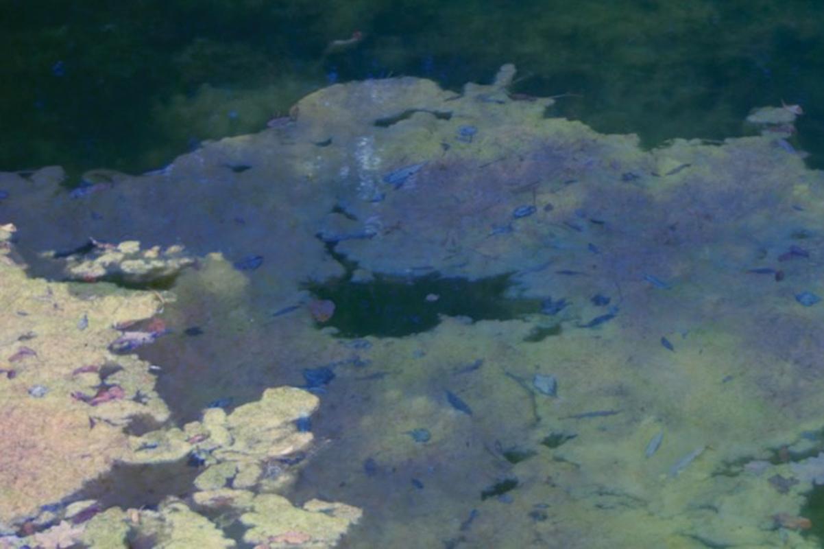 Rückkehr zu Giverny Erik Madigan Heck, Fotografie, Kunst, Natur, Wasser, Farbe im Angebot 2