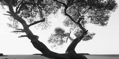 MAR1A-022H – Bien-U BAE, Photography, Abstract, Landscape, Art, Nature, Tree