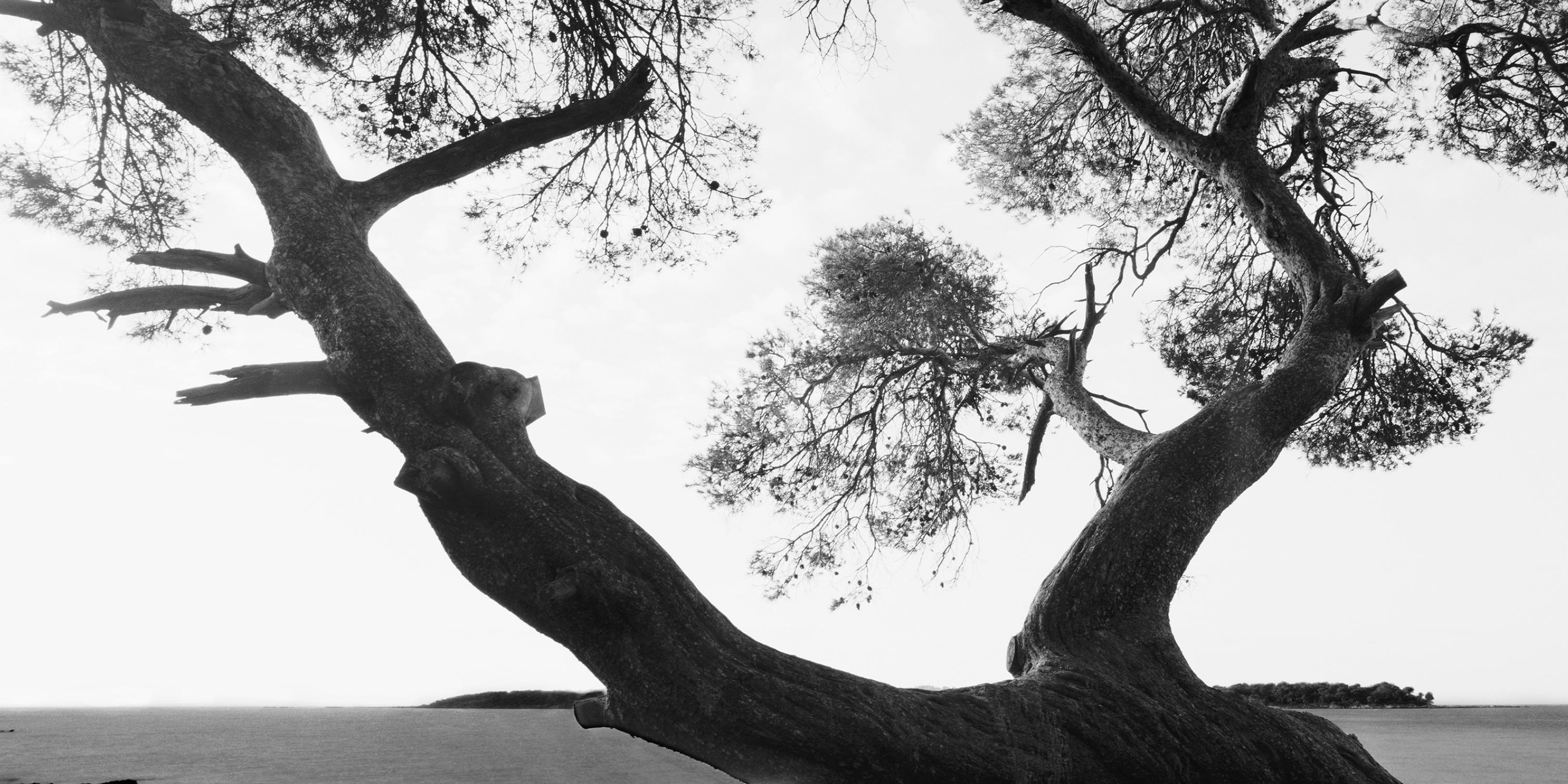 MAR1A-022H – Bien-U BAE, Photography, Abstract, Landscape, Art, Nature, Tree - Gray Black and White Photograph by Bae Bien-u