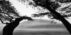 SNM1A-067H – Bien-U BAE, Photography, Abstract, Landscape, Art, Nature, Tree