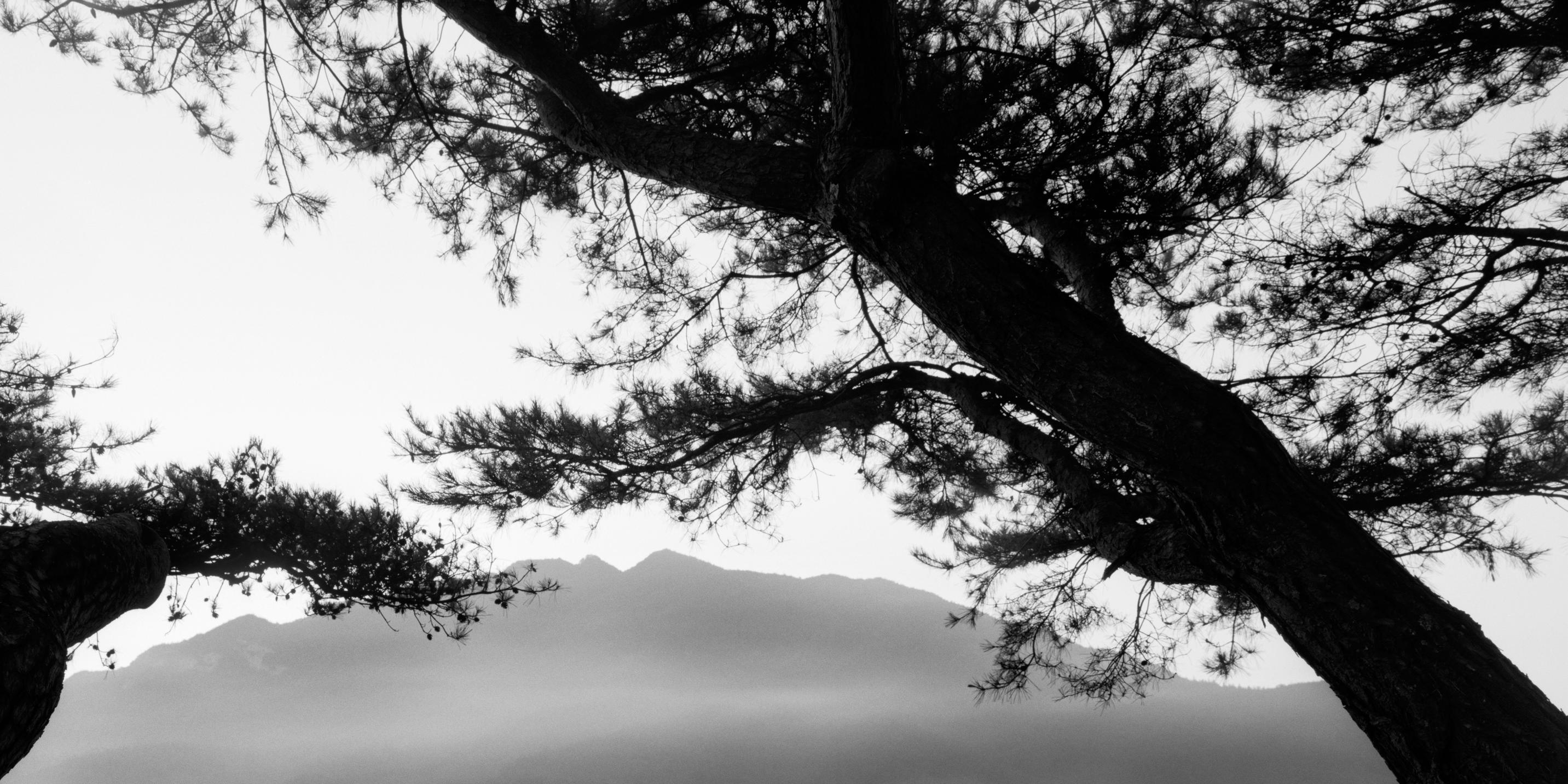 bae tree