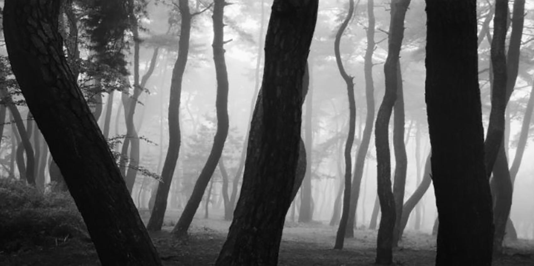 Bae Bien-u Black and White Photograph - SNM5a-003h – Bae, Bien-U, Photography, Landscape, Art, Nature, Pine Tree, Forest