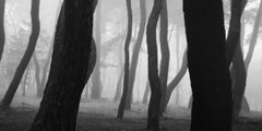 SNM5a-003h - Bae, Bien-U, Fotografía, Paisaje, Arte, Naturaleza, Pino, Bosque