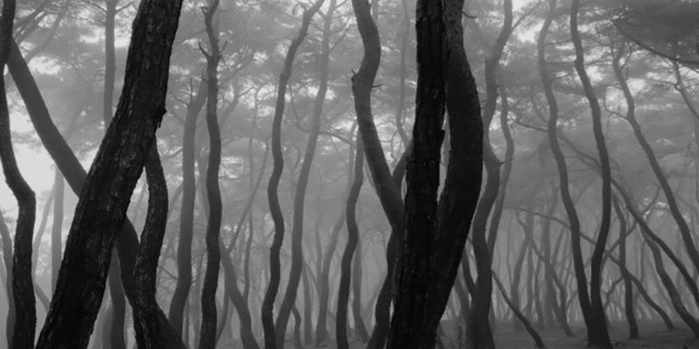 Bae Bien U Snm5a 021h Bien U Bae Photography Abstract Landscape Art Nature Tree For Sale At 1stdibs
