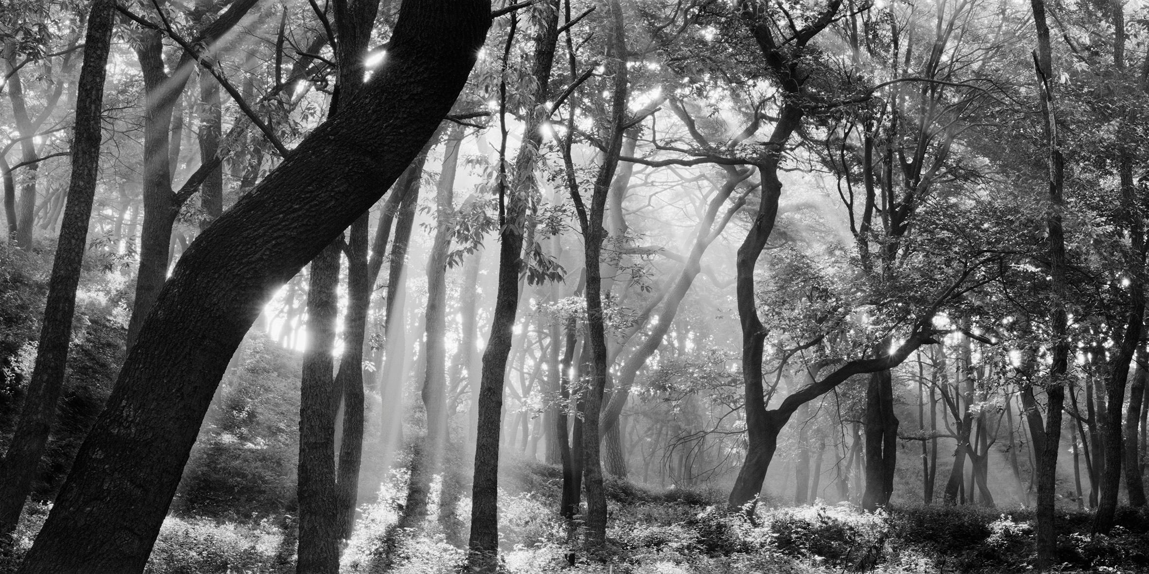 Bae Bien-u Black and White Photograph - SNM5A-031H – Bien-U BAE, Photography, Landscape, Nature, Tree, Forest, Light