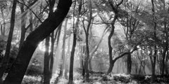 SNM5A-031H Bien-U BAE, Photographie, paysage, nature, arbre, forêt, lumière