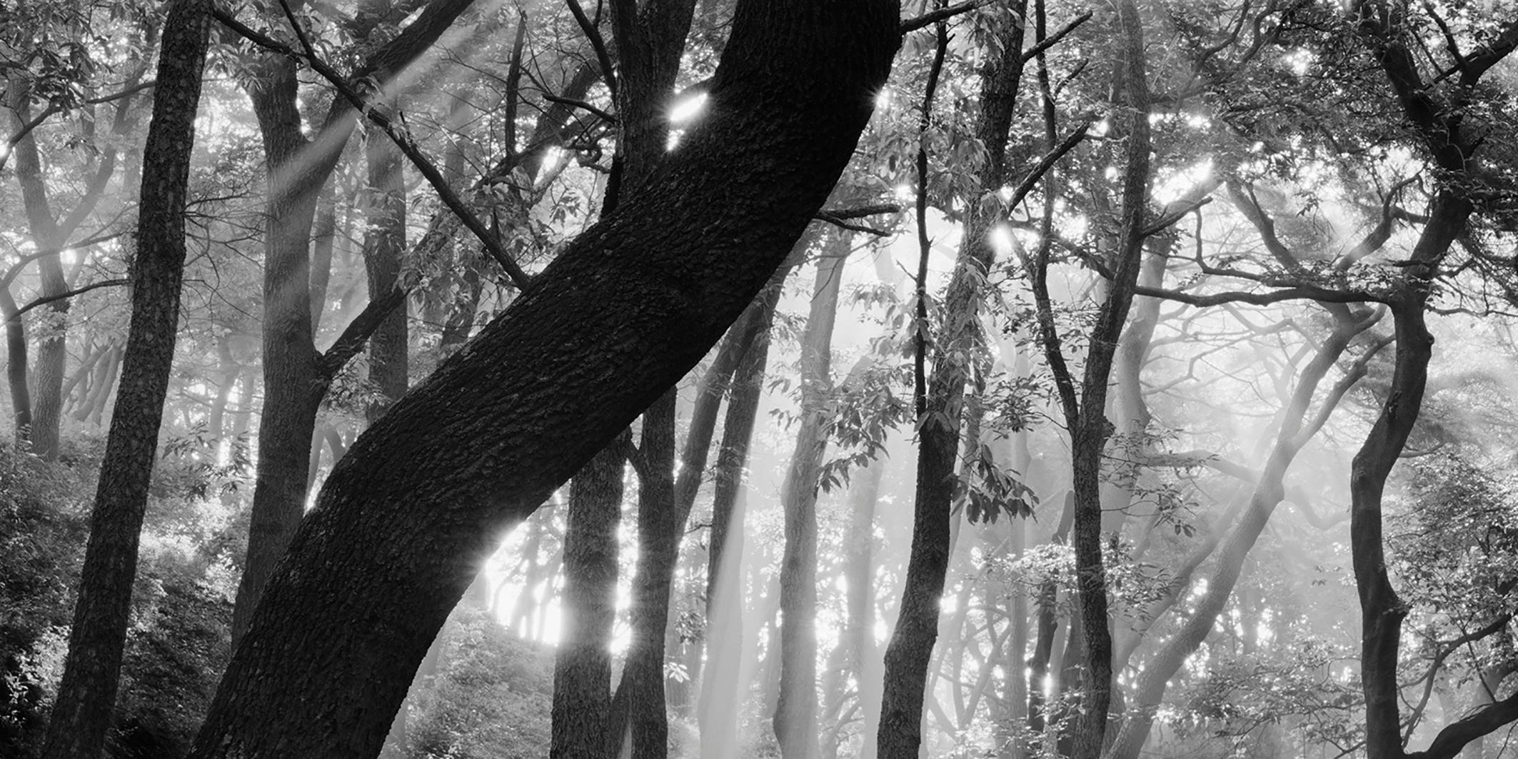 SNM5A-031H – Bien-U BAE, Photography, Landscape, Nature, Tree, Forest, Light - Black Black and White Photograph by Bae Bien-u