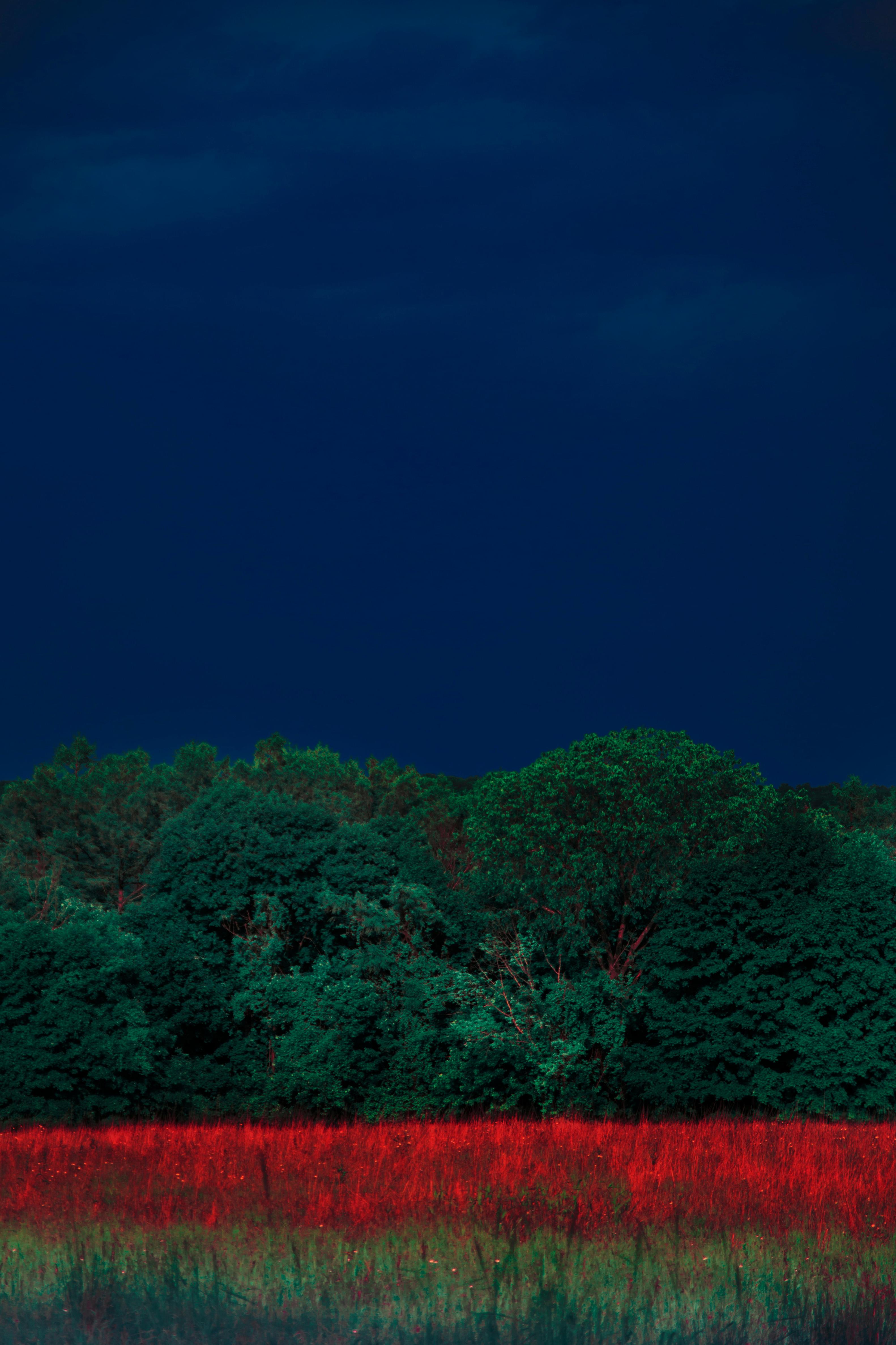 Sans titre 1 de la série « The Garden » Erik Madigan Heck, Photographie, Nature en vente 1