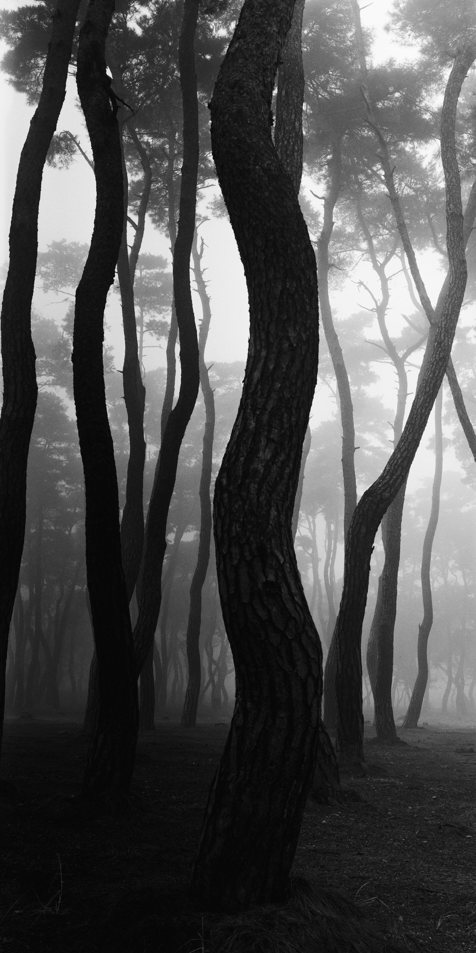 Bae Bien-u Black and White Photograph - SNM1A-018V – Bien-U BAE, Photography, Landscape, Nature, Tree, Forest, Light