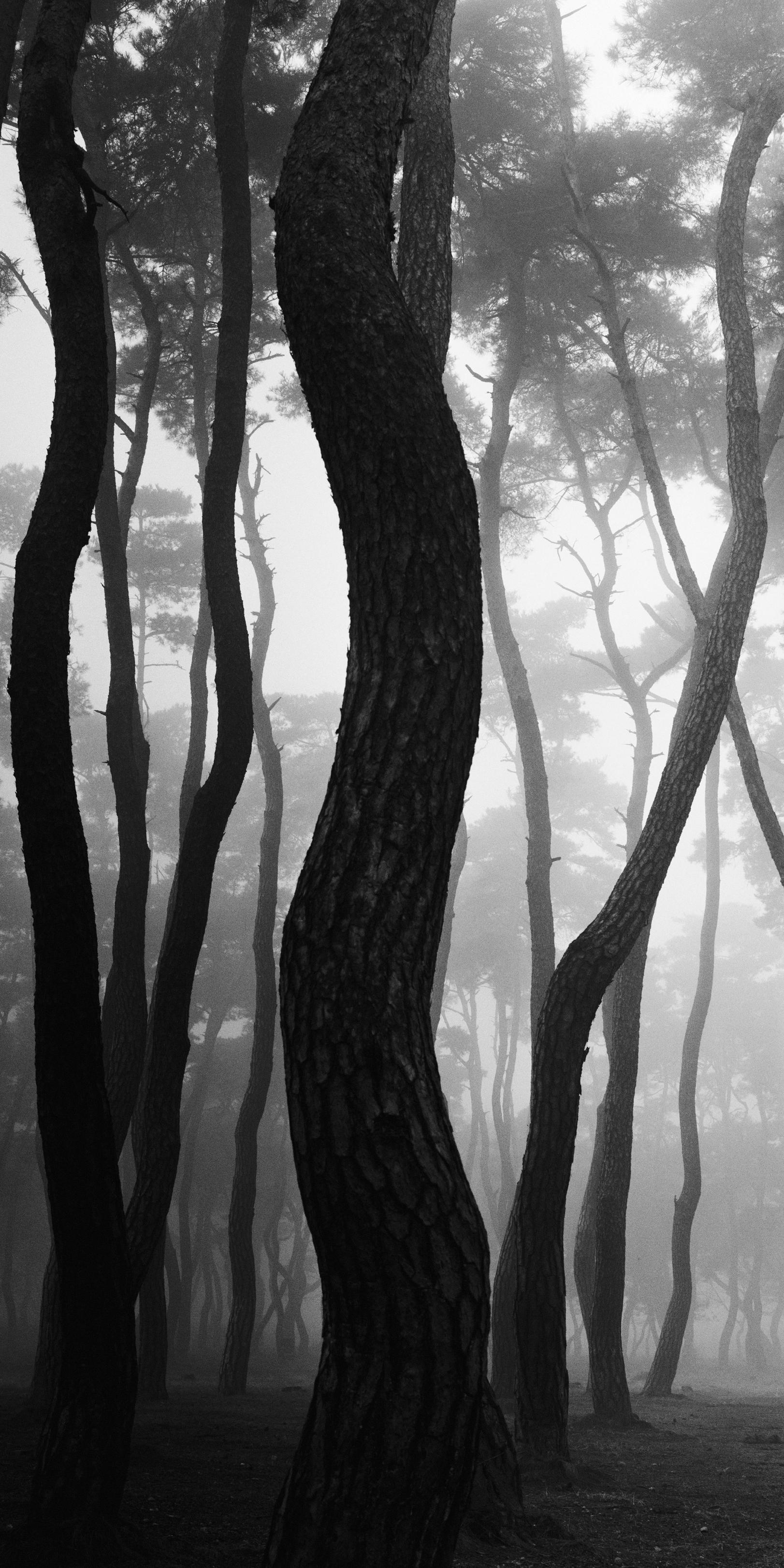 SNM1A-018V – Bien-U BAE, Photography, Landscape, Nature, Tree, Forest, Light - Black Black and White Photograph by Bae Bien-u