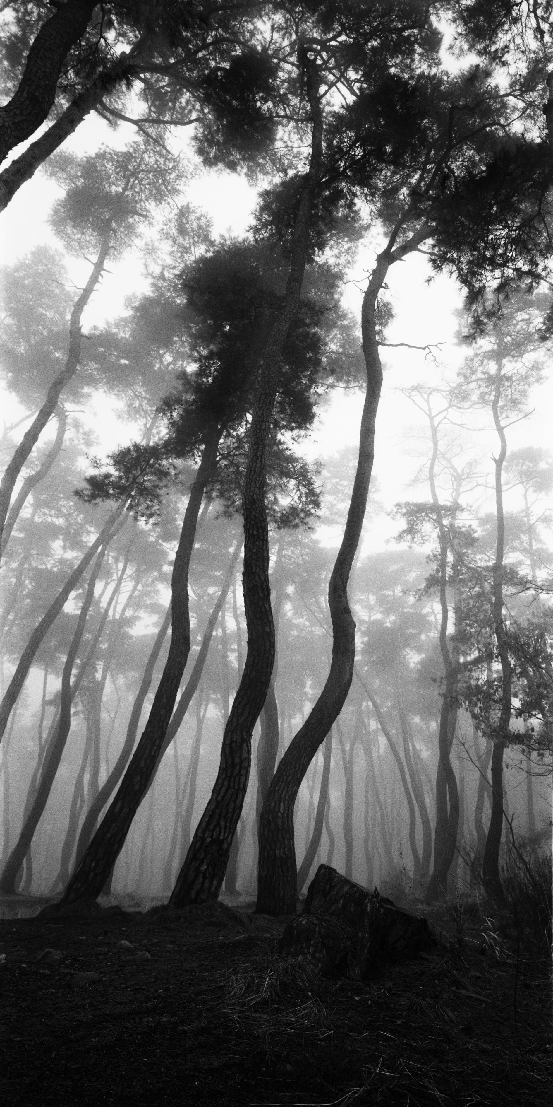 Bae Bien-u Black and White Photograph - SNM1A-079V – Bien-U BAE, Photography, Landscape, Nature, Tree, Forest, Light
