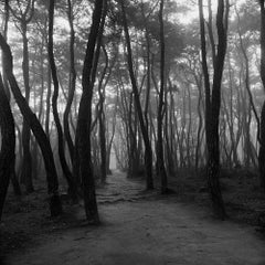 Sonamu, snm3a- – Bien-U BAE, Photography, Landscape, Nature, Tree, Forest, Light