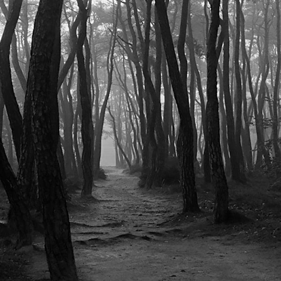 Sonamu, snm3a- – Bien-U BAE, Photography, Landscape, Nature, Tree, Forest, Light - Black Black and White Photograph by Bae Bien-u