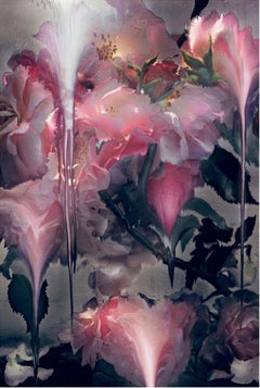 Rose 6 – Nick Knight, Photography, Pink, Rose, Flower, Art, Light, Contemporary 