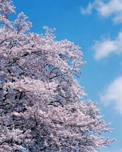 SAKURA 19, 4-357, 358, 359, 2019 – Risaku Suzuki, Cherry blossom, Spring, Japan