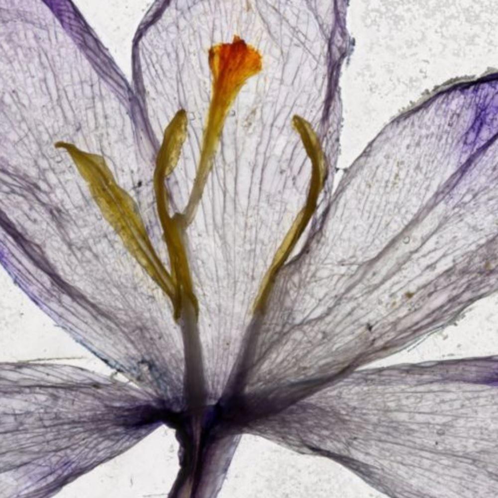 Nous avons passé le soleil couchant - Brigitte Lustenberger, Fleur, Nature morte, Flore en vente 1