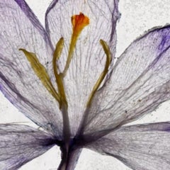 We Passed The Setting Sun - Brigitte Lustenberger, Blume, Stillleben, Flora