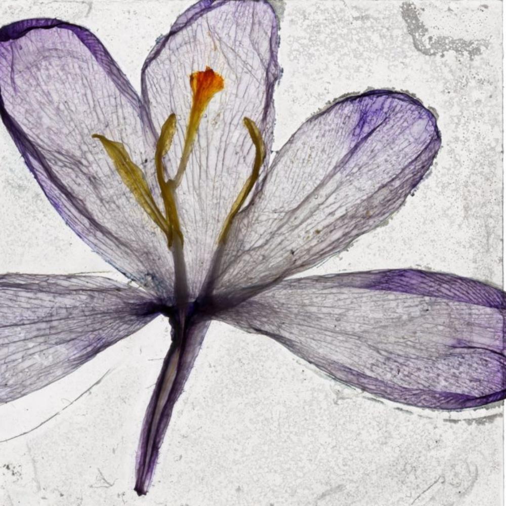 We Passed The Setting Sun – Brigitte Lustenberger, Flower, Still Life, Flora For Sale 1