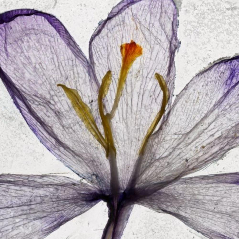 Nous avons passé le soleil couchant - Brigitte Lustenberger, Fleur, Nature morte, Flore en vente 4