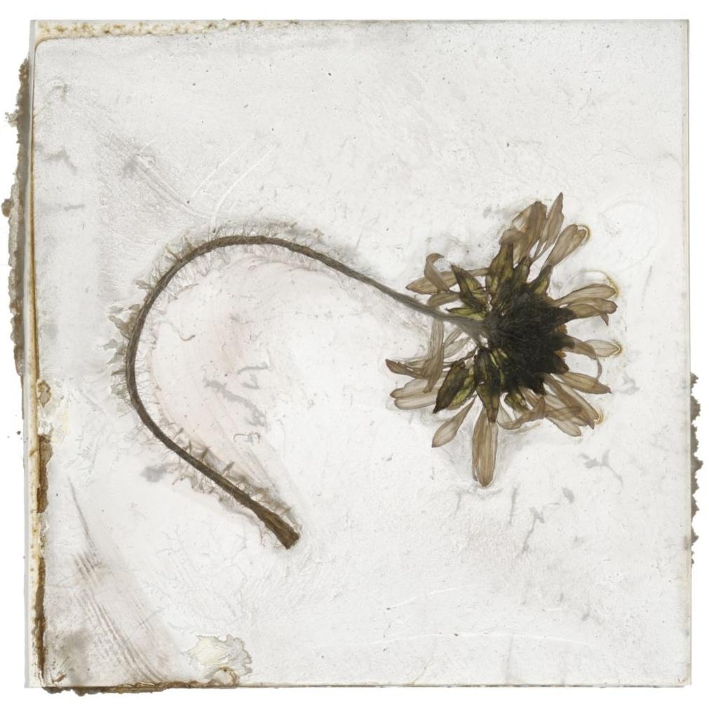 A Tender Grief That Is Not Woe – Brigitte Lustenberger, Flower, Still Life, Art For Sale 3