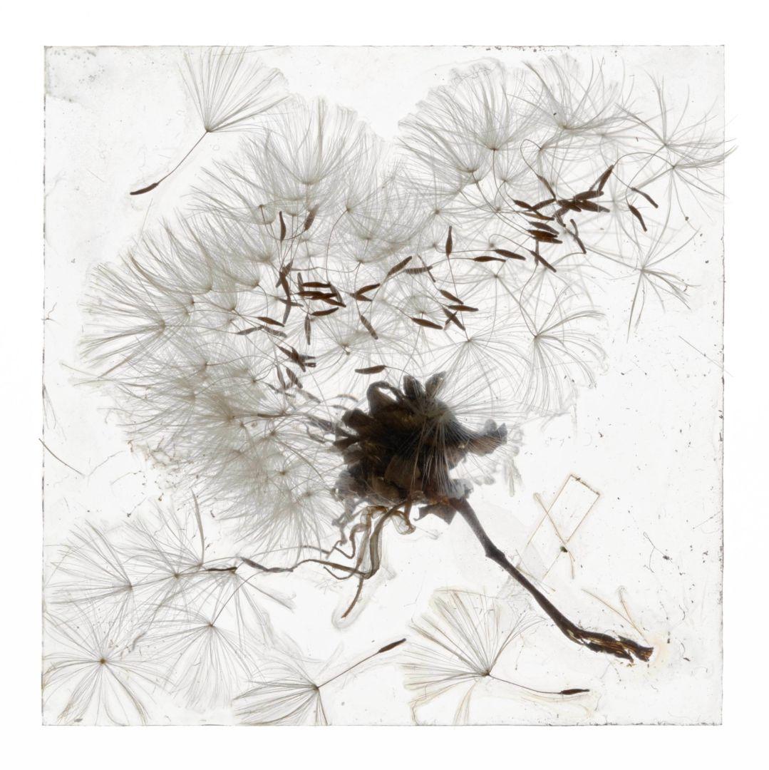 Brigitte LUSTENBERGER (*1969, Schweiz)
Eine Erscheinung der Erinnerung, 2019
Aus der Serie 'Eine Erscheinung der Erinnerung'
C-Druck
100 x 100 cm (39 3/8 x 39 3/8 in.) 
Auflage von 5, plus 2 AP; Ed. Nr. 1/5
nur drucken


Brigitte wurde in Zürich