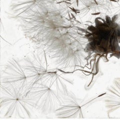 Un'apparizione della memoria - Brigitte Lustenberger, Fiore, Natura morta, Flora, Arte