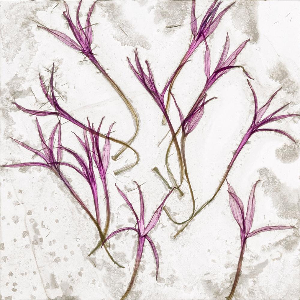 Donde no hay tiempo - Brigitte Lustenberger, Flor, Naturaleza muerta, Flora, Arte en venta 4