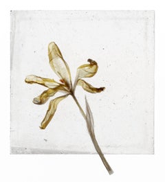 Is There Nothing After Flowers Brigitte Lustenberger, Blume, Stillleben, Kunst