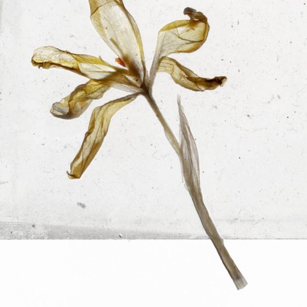 Is There Nothing After Flowers Brigitte Lustenberger, Blume, Stillleben, Kunst im Angebot 1