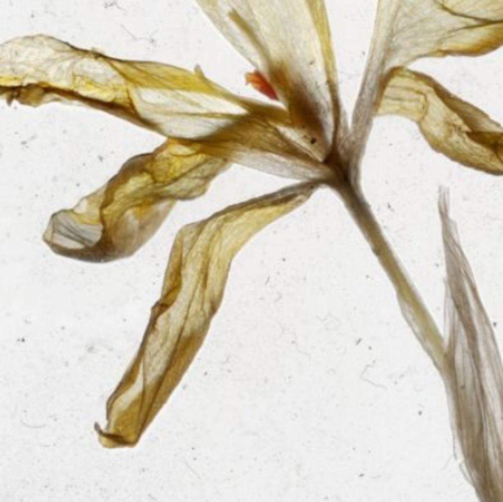 Is There Nothing After Flowers Brigitte Lustenberger, Blume, Stillleben, Kunst im Angebot 2