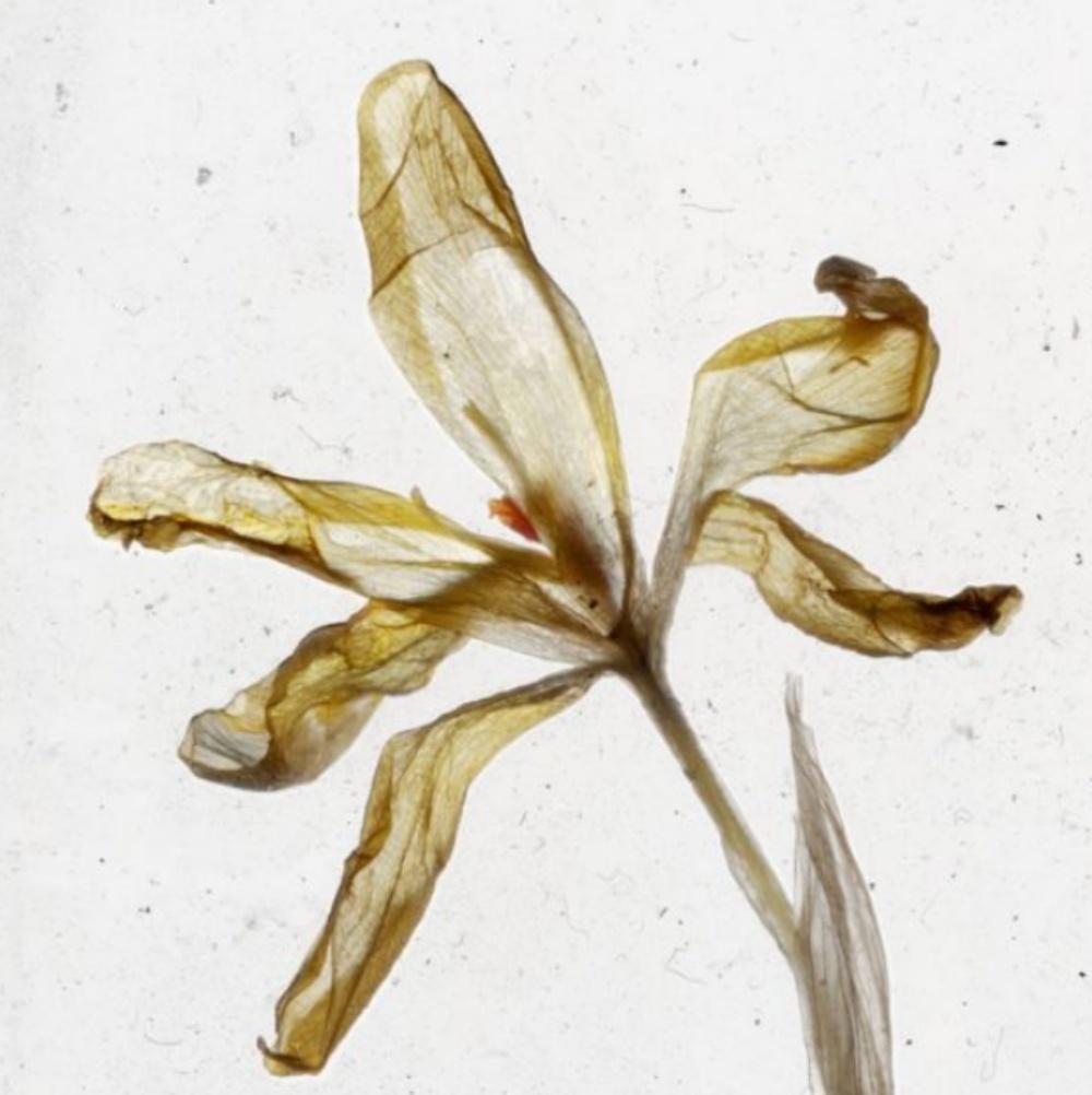 Is There Nothing After Flowers Brigitte Lustenberger, Blume, Stillleben, Kunst im Angebot 3