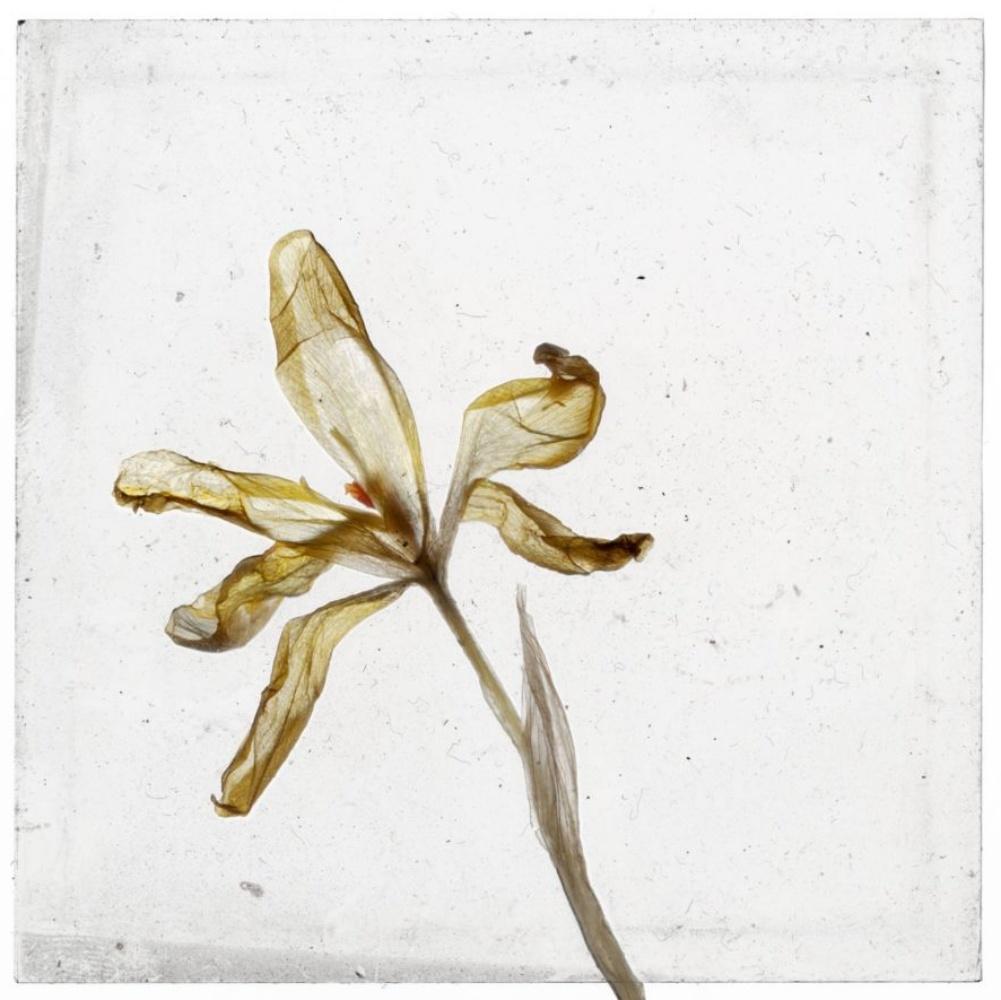 Is There Nothing After Flowers Brigitte Lustenberger, Blume, Stillleben, Kunst im Angebot 4