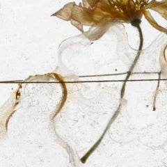 Les choses que j'ai vues de Brigitte Lustenberger, Fleur, Nature morte, Art