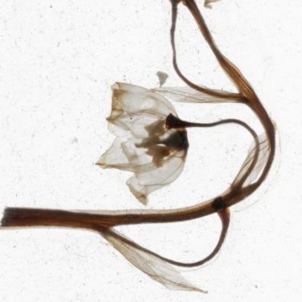 These Tears Had Never Flowed – Brigitte Lustenberger, Flower, Still Life, Art For Sale 1