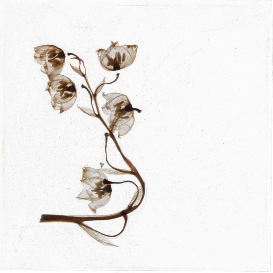 These Tears Had Never Flowed – Brigitte Lustenberger, Flower, Still Life, Art For Sale 4