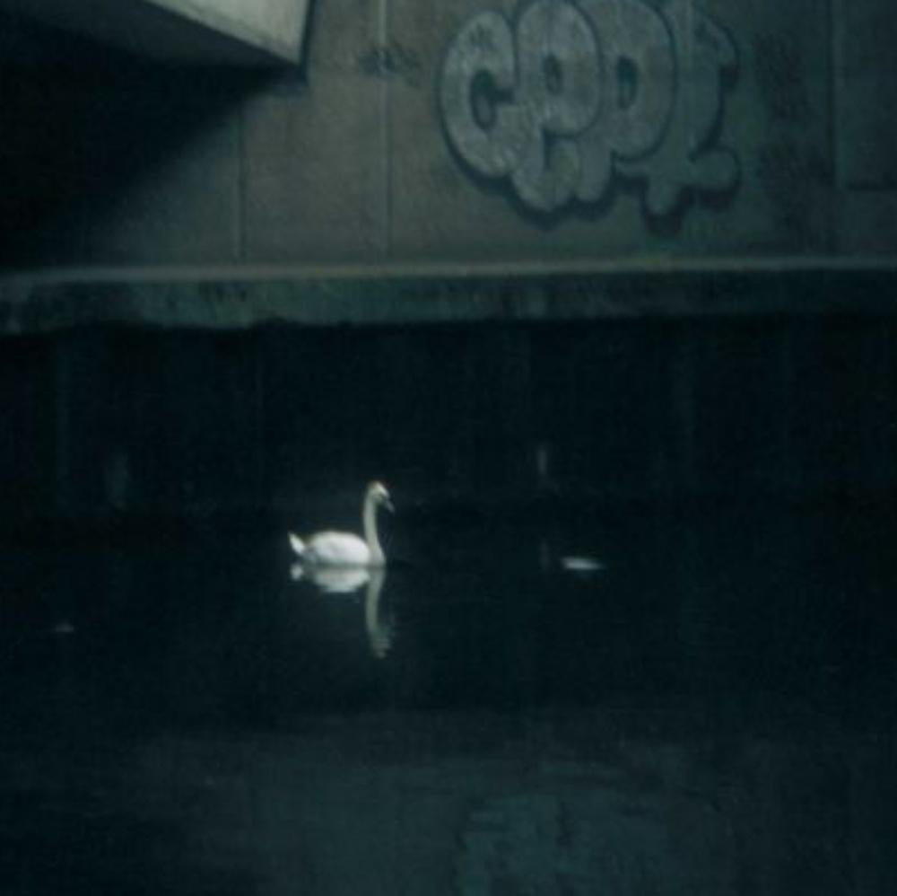 Untitled, from the series 'Hackney Wick' – Stephen Gill, Colour, Swan, Water For Sale 2