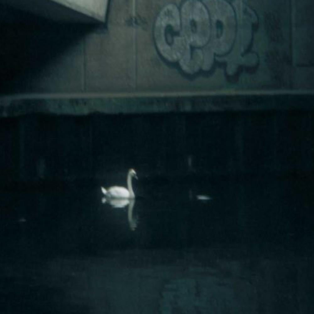 Ohne Titel, aus der Serie „Hackney Wick“ Stephen Gill, Farbe, Schwan, Wasser im Angebot 3