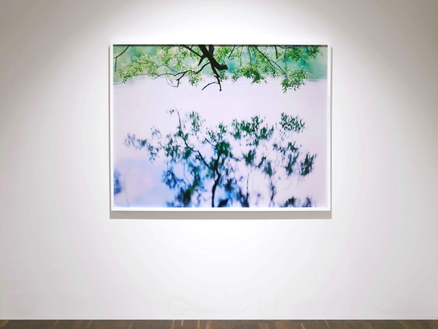 Water Mirror 17, WM-758 – Risaku Suzuki, Nature, Tree, Japanese, Reflection 5