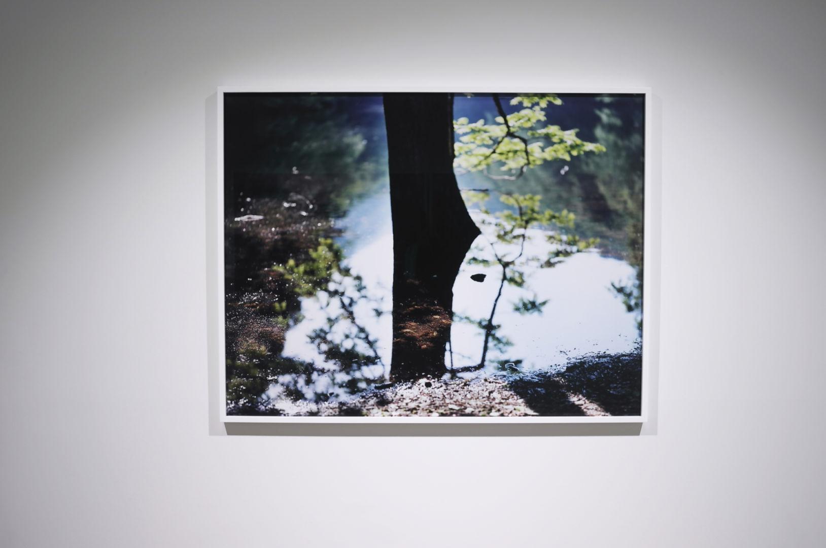 Water Mirror 15, WM-193 – Risaku Suzuki, Nature, Tree, Water, Sky, Reflection For Sale 3