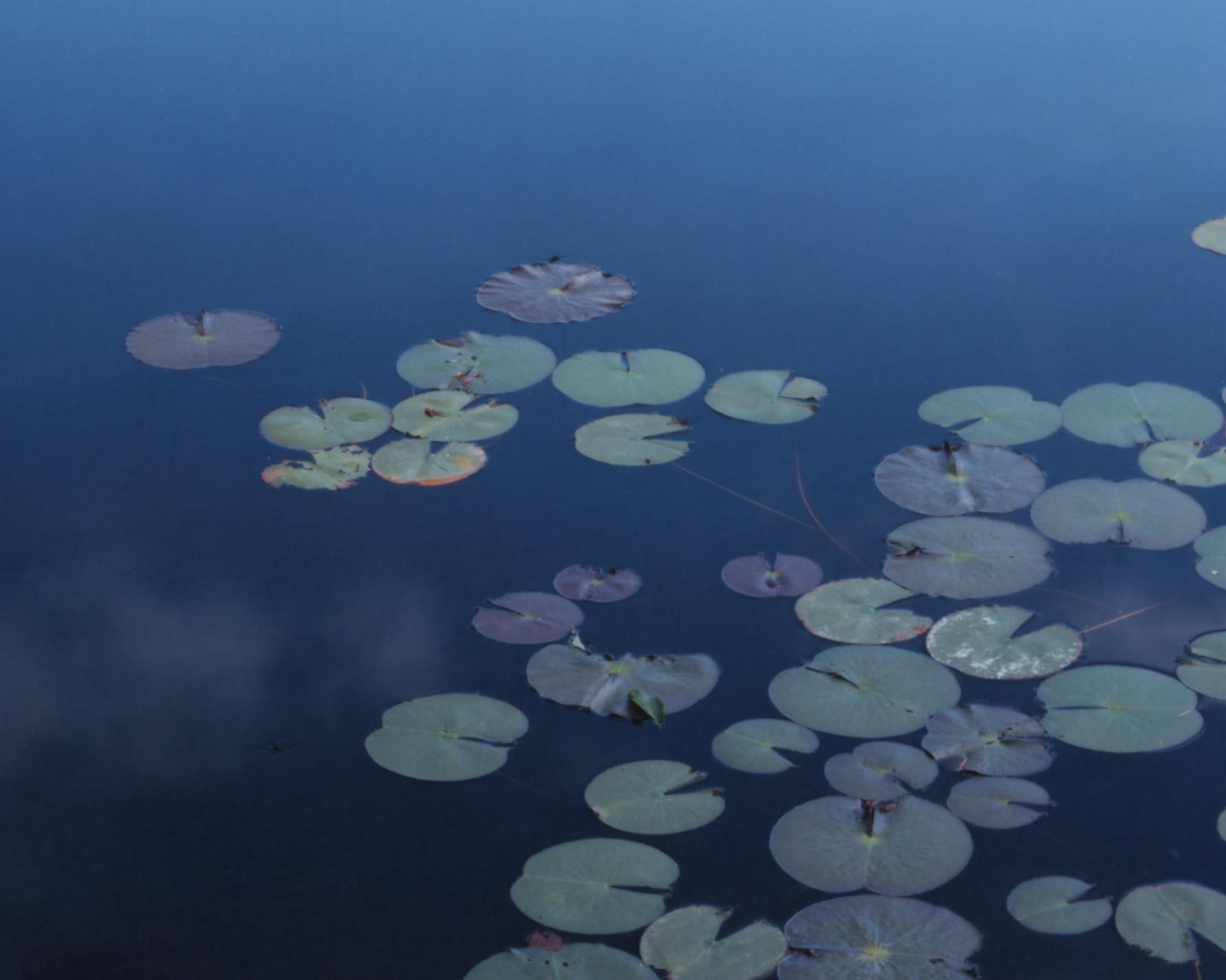 Water Mirror 15, WM-283 – Risaku Suzuki, Nature, Water Lily, Reflection, Pond For Sale 1