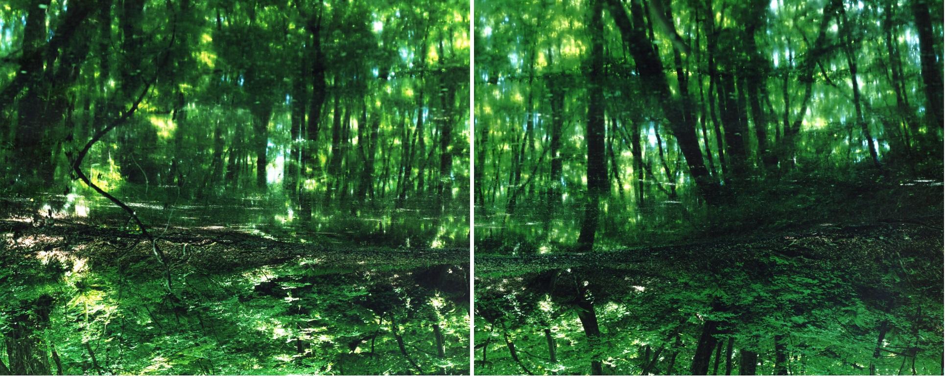 Water Mirror 17, WM-788, 787 (diptych) – Risaku Suzuki, Forest, Water, Reflection