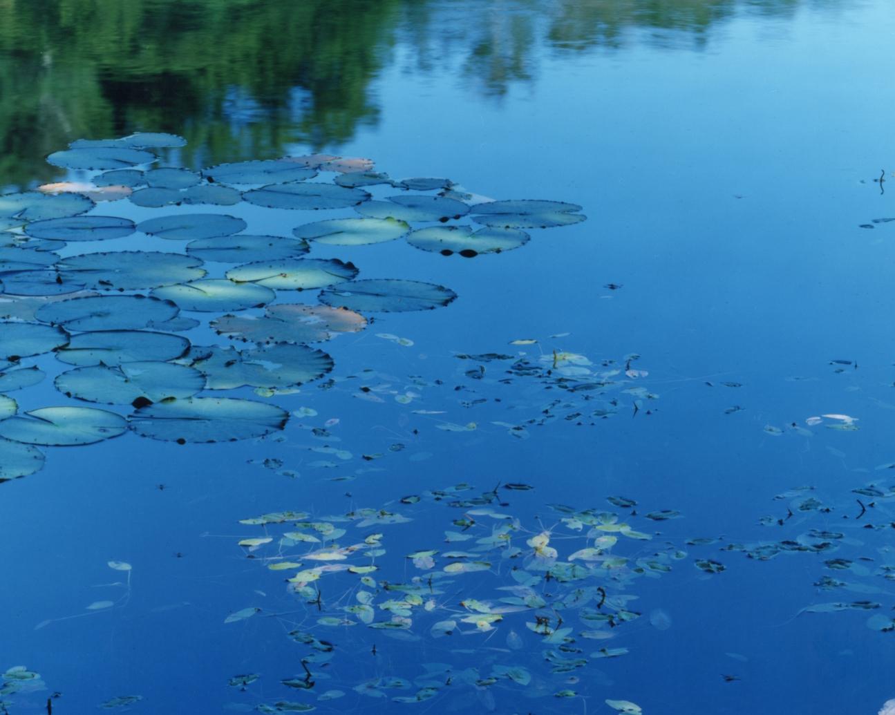 Miroir d'eau 16, WM-634, 636 (diptyque) - Risaku Suzuki, Eau, Nénuphar en vente 3