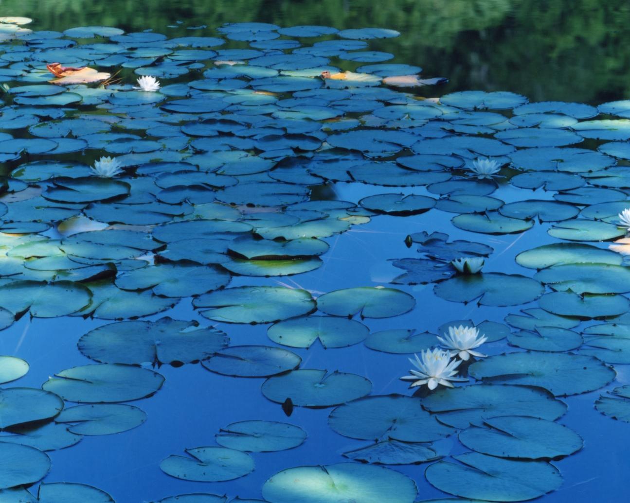 Water Mirror 16, WM-634, 636 (diptych) – Risaku Suzuki, Water, Water Lily For Sale 2