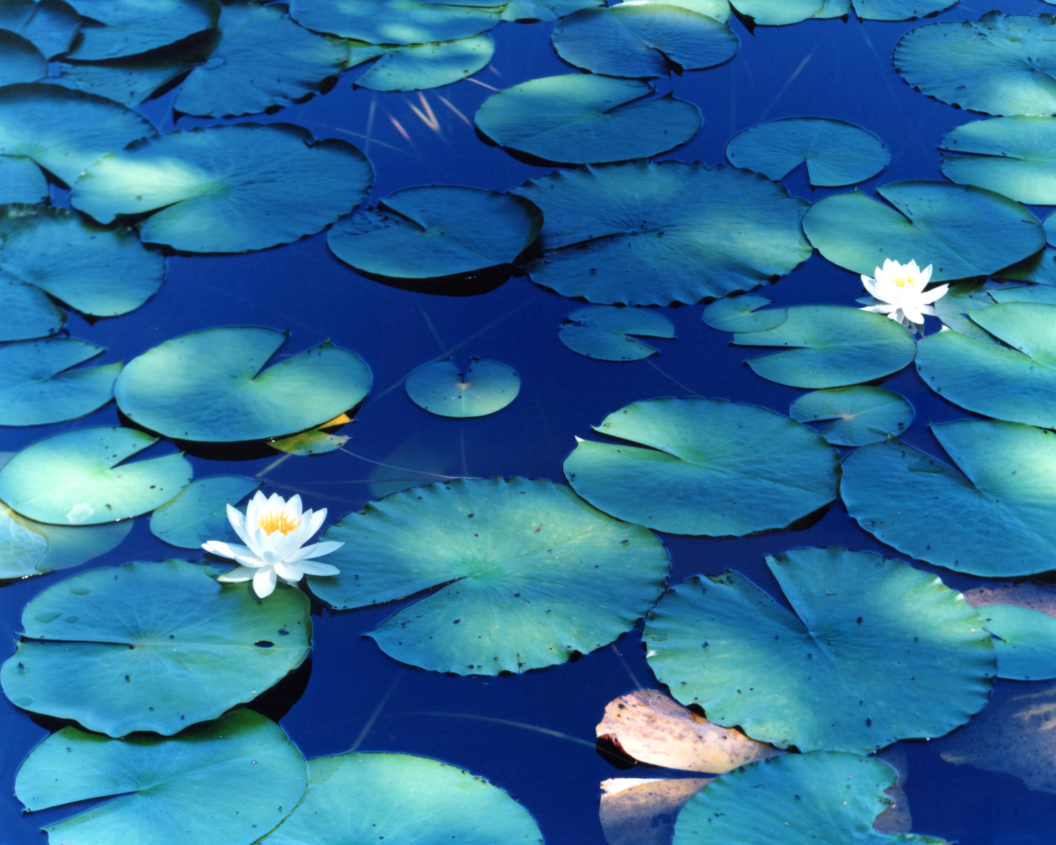 mirror image