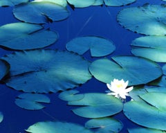 Water Mirror 16, WM-628 – Risaku Suzuki, Nature, Tree, Water, Mirror, Water Lily