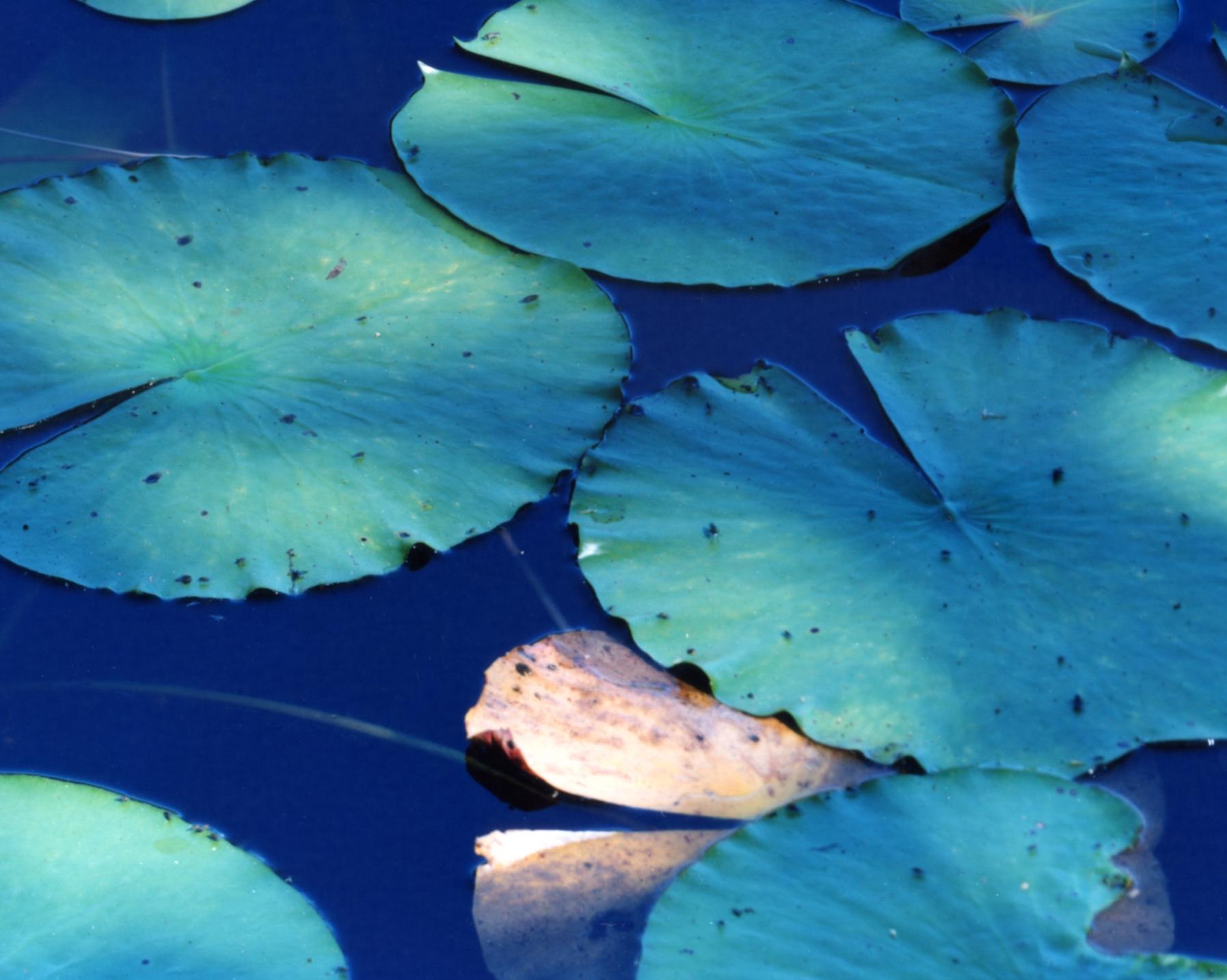 Water Mirror 16, WM-628 – Risaku Suzuki, Nature, Tree, Water, Mirror, Water Lily For Sale 1